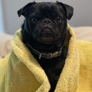 Meet your Posher, Michael